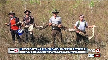 Huge python caught in Big Cypress using radio tracking