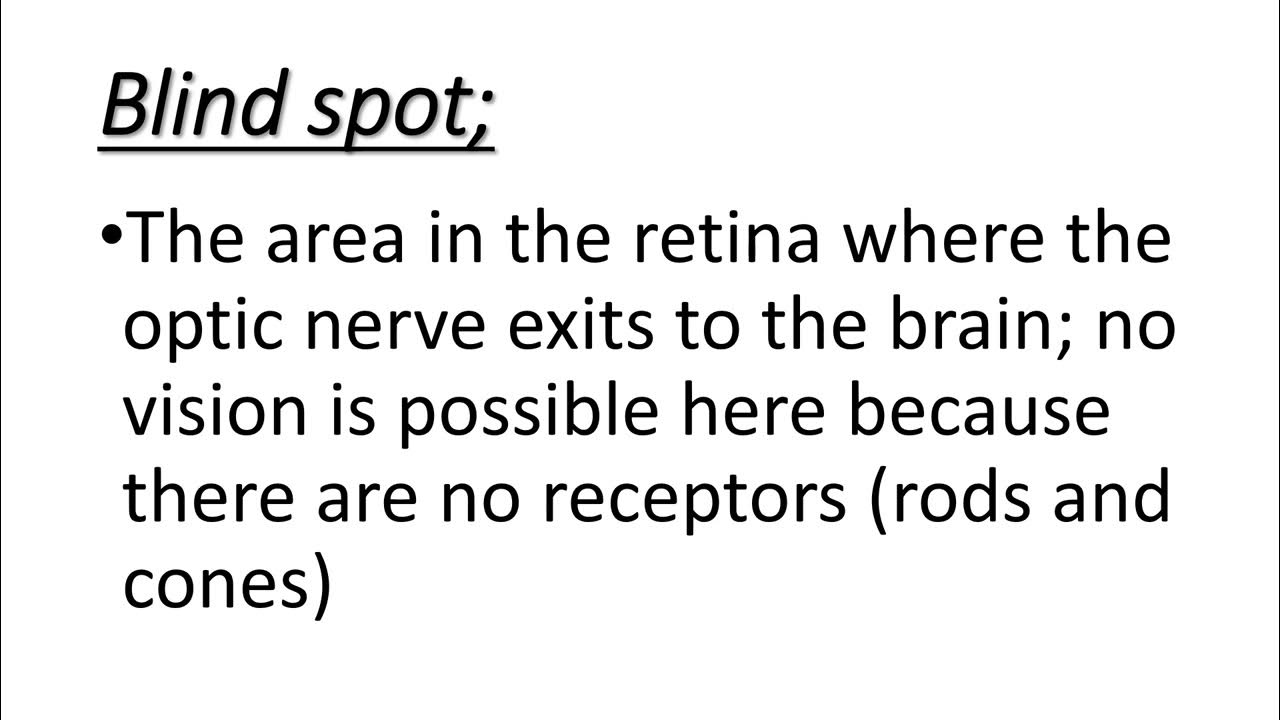 blind spot blind spot in eye psychology neuroscience eye