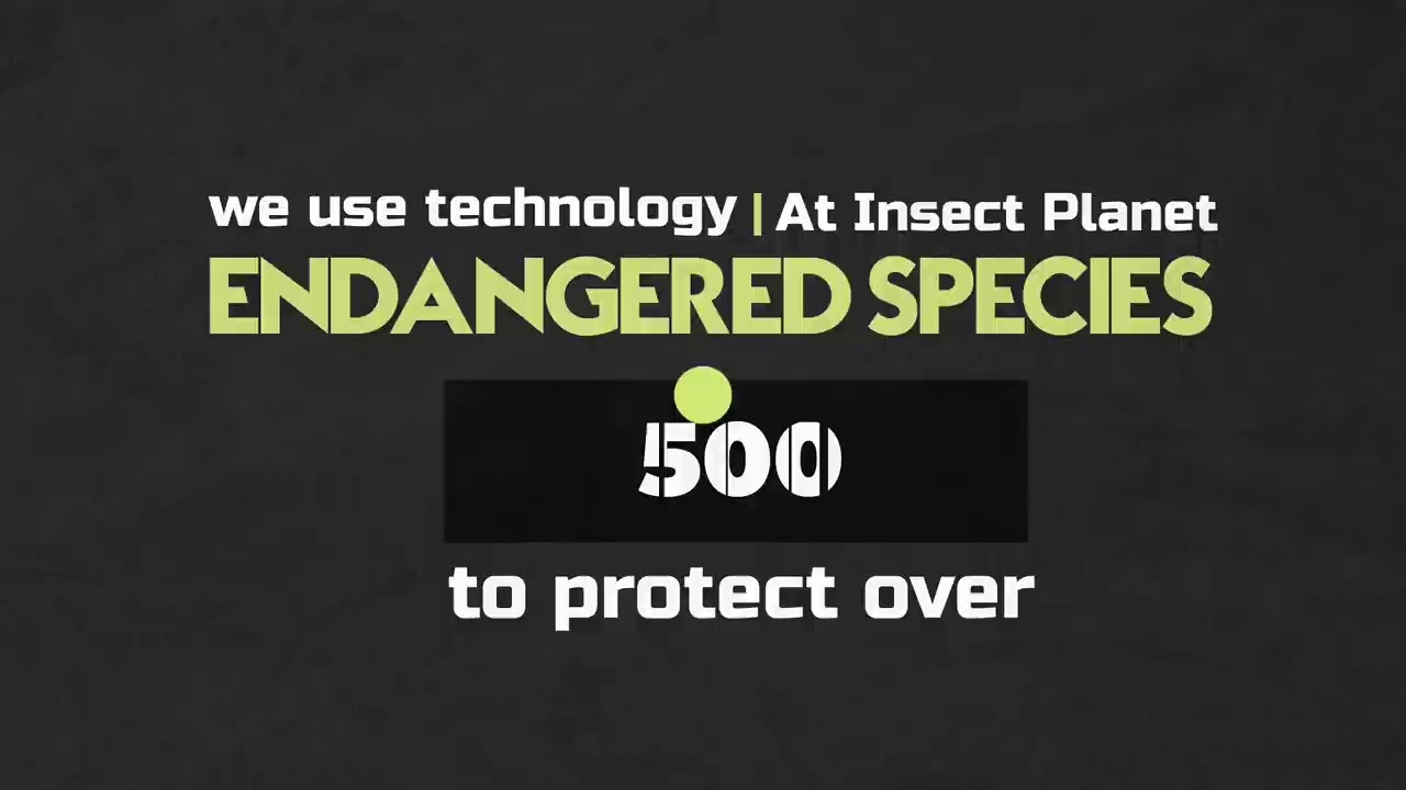 INSECT PLANET Motion Infographic