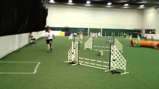 Trip Staffy Club Akc Trial