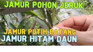 MENGHILANGKAN KUTU PITIH DAN DAUN HITAM PADA POHON JERUK