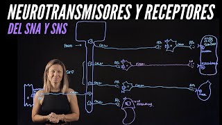 Neurotransmisores y receptores de las neuronas efectoras o motoras del sistemas nervioso