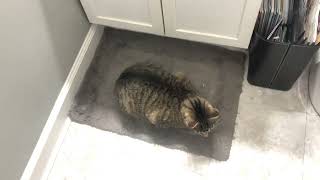 Cat camps out in the bathroom and is confused when her mom finds her