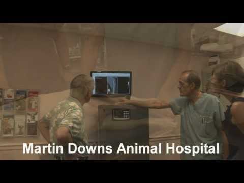 Martin Downs is AAHA certified