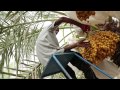 GORASIYA FARM CORPORATE VIDEO