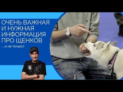 Очень важная и нужная информация про щенков и не только (щенок кусает ваши  руки или ноги?)