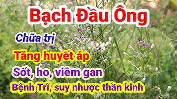 Công dụng cây Bạch Đầu Ông | Chữa trị ho, sốt, viêm gan| Hằng Lê HG85
