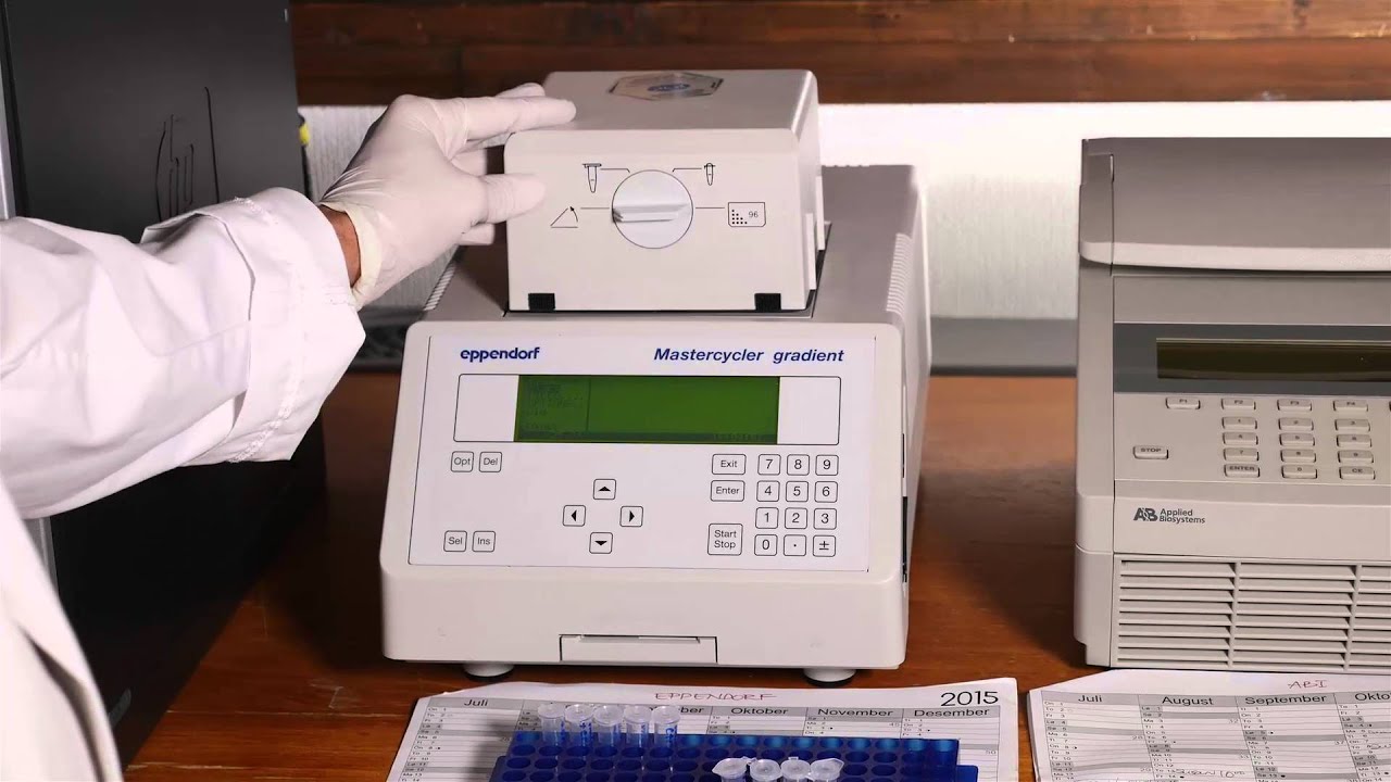 Zebrafish Mitfa Film 13 PCR Analysis PCR amplification of the mitfa locus in zebrafish ...