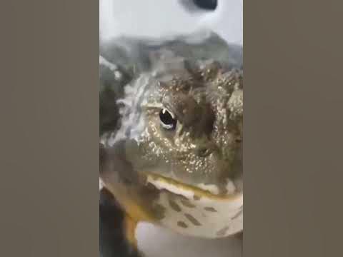 лягуха - YouTube