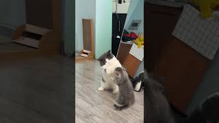 Biggest cat fight of the century #cats #catshorts #cat