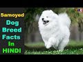 Samoyed Dog breed Facts In Hindi : Popular Dog Breeds : TUC