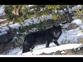 Two Magnificent Yellowstone Wolf Packs: The 8 Miles Pack, and the Junction Pack!