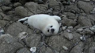 Young White Coat Seal
