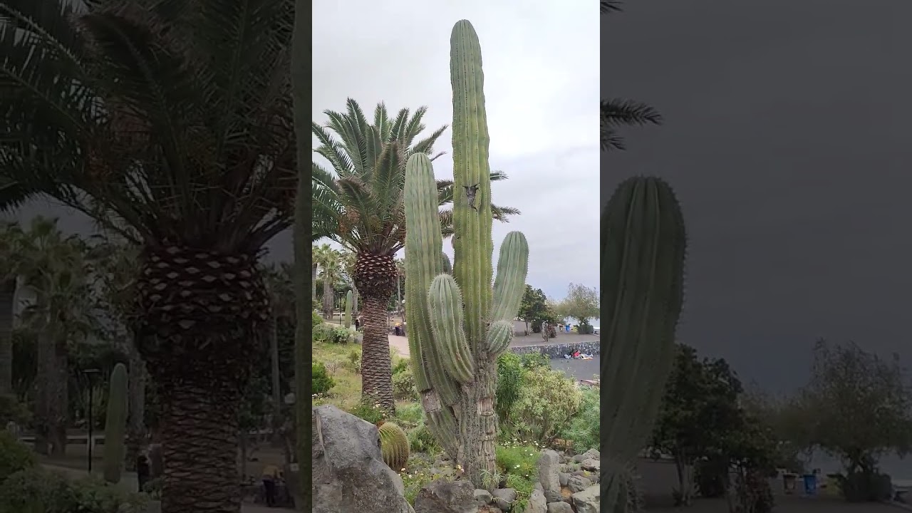 Exotic cactus park in Puerto de la Cruz, Tenerife - YouTube