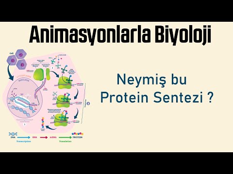 Animasyonlarla Biyoloji ; Neymiş bu Protein Sentezi ?