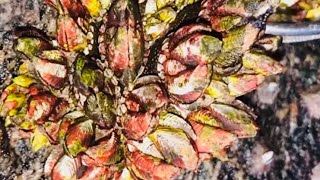 Barnacles removal (43)