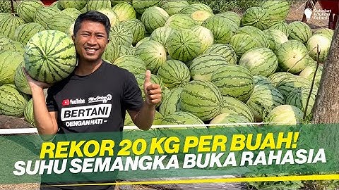 RAHASIA SUKSES TANAM SEMANGKA ‼ PUPUK WAJIB UNTUK BUAH BESAR DAN BOBOT ‼ KOMANG 56