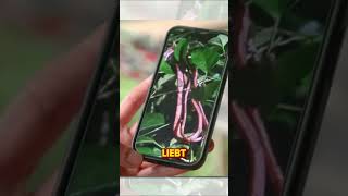 Snake Shock On Farmer Wants A Wife Mirian Collapses