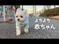 おもちゃみたいに歩く1.8kgのマルチーズ