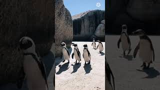 How To Upload A Video On Youtube. Popular Multimedia Cute Cats Funny Video On Youtube Channel.