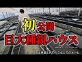 【初公開】巨大種親ハウス【埼玉県富士見市/うなとろふぁ~む2026】安らぎAQUAちゃんねる