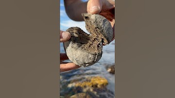 Finding fossilised Marine Reptile food on the beach! Ammonites and Belemnites from the coast #dino