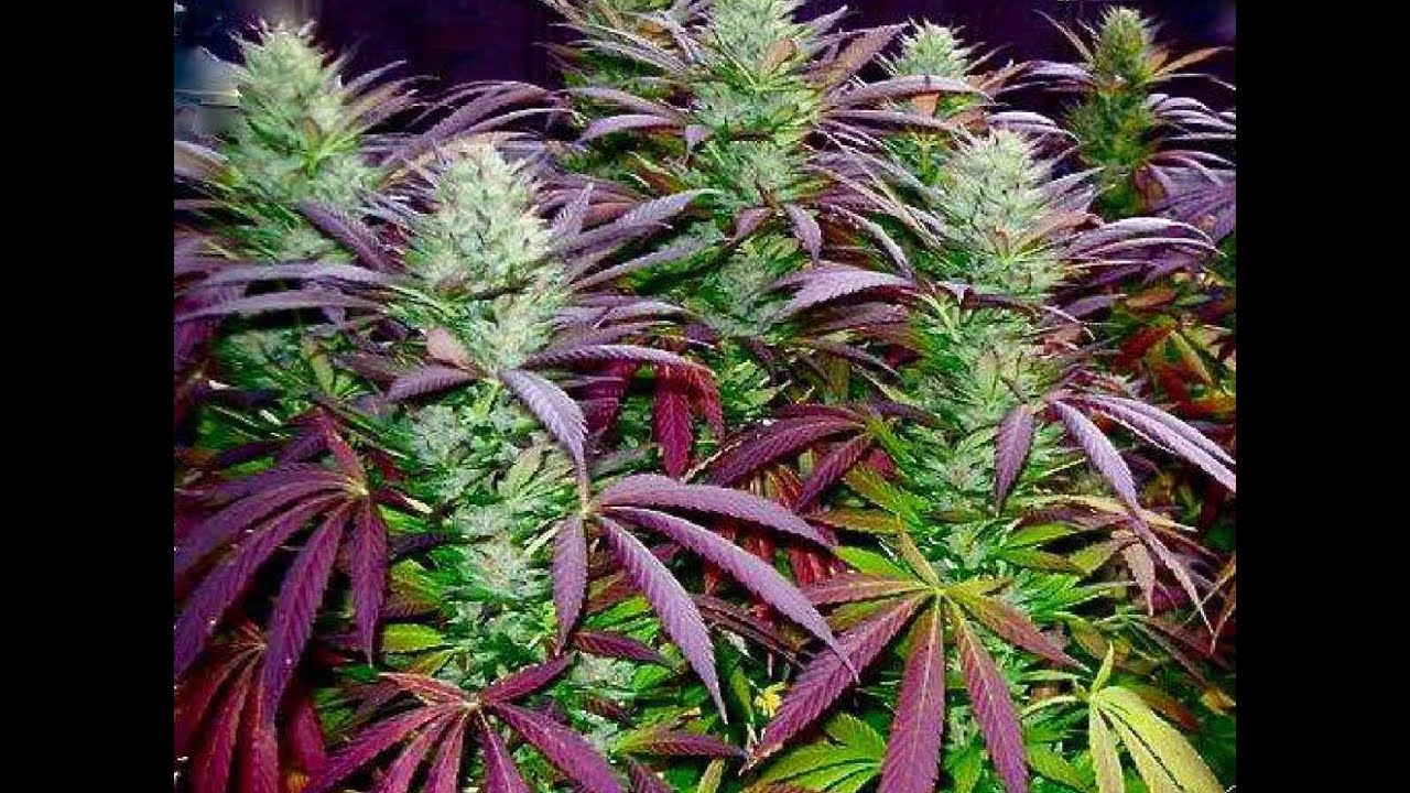 how to take care while cannabis plants are budding