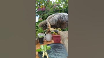 How to Save a dying Aglaonema from Root rot and rotten stem /Plantcare/Care tips