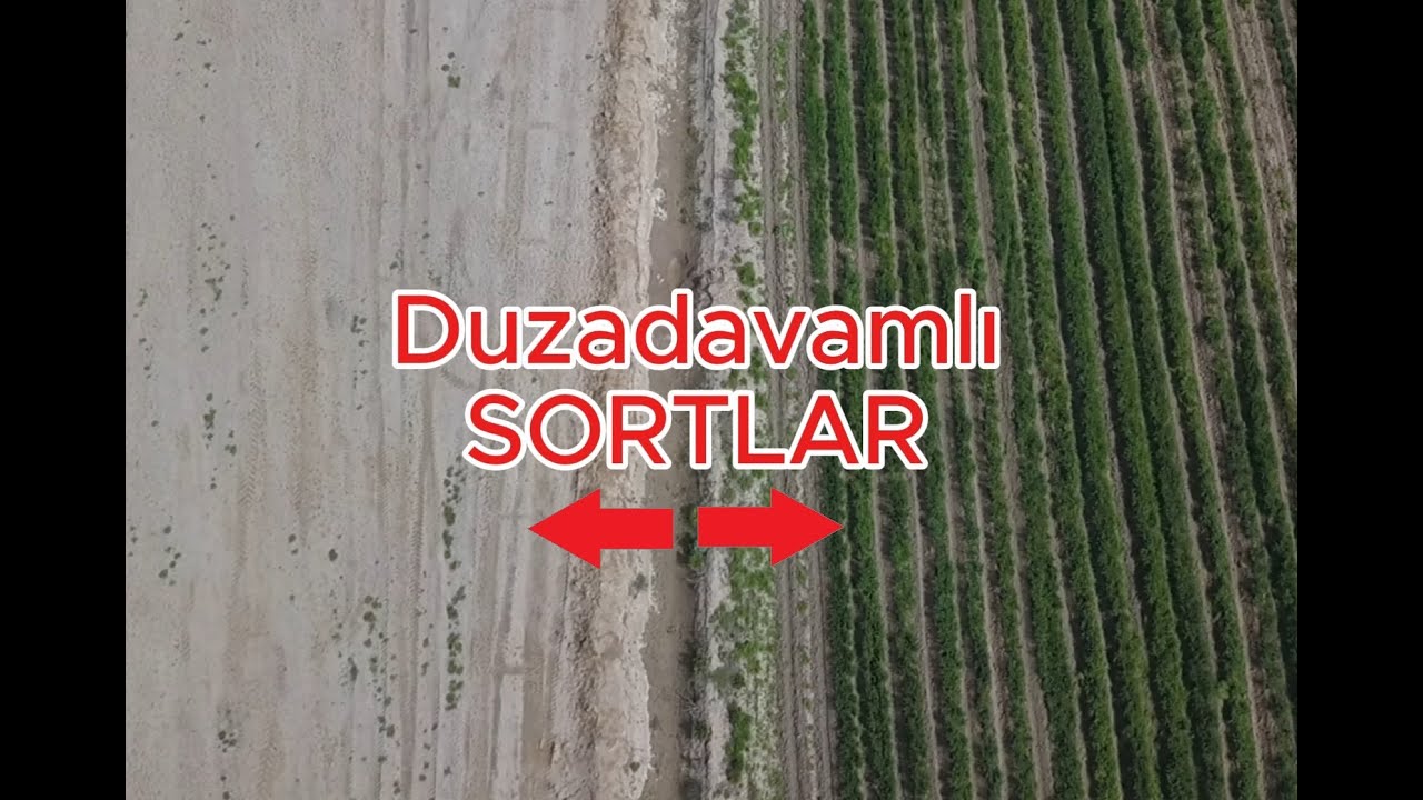 Uzun illərin zəhməti ilə ərsəyə gələn yeni buğda və arpa sortları artıq təqdim olundu!