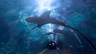2019-11-05 Tenerife - Loro Parque - Shark aquarium