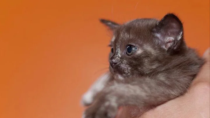 Video 7872491: burmese cat, brown burmese