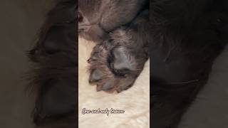 Showcasing one and only brown coat labradoodle form this little!  Those paws are so SOFT! #puppy