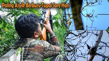 Waktu paling tepat berburu tupai pada sore hari...    tupainya buanyak bro❗