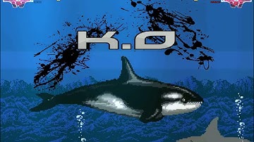 Killer Whale vs Great White Shark