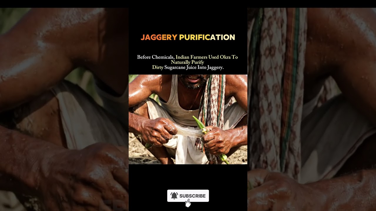 How Okra Purified Sugarcane Juice — India’s Forgotten Natural Science
