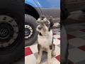 F1 Shop Dog Fan