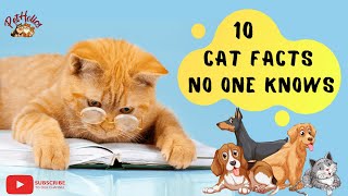 10 Most Interesting Fun Facts About cats || PetHolics by PetHolics 515 views 2 years ago 2 minutes, 13 seconds