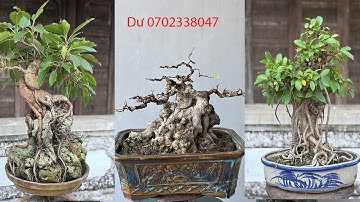 Hàng bàn trà sanh si đa đề ,duối ,Lộc vừng và nhiều tác phẩm đẹp mời quý cô chú ac cùng ngắm 