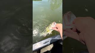 Big largemouth bass caught out of creek! #fishing #catchandrelease #bassfishing