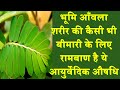 लिवर से जुड़ी सभी समस्याओं का समाधान है भूमि आँवला || Bhumi Amla || Knowledge Sathi