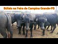 Rebanho de Búfalo na Feira do Gado de Campina Grande-PB | Buffalo for sale