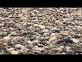 Springtime hail falling on the rocks near the Dixon Dam, Alberta