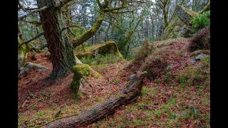 EL HOGAR DE LA NIEBLA. Un sendero para los amantes de la naturaleza.