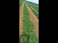 Tomates de plein champ