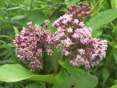 Plant portrait - Common milkweed (Asclepias syriaca)