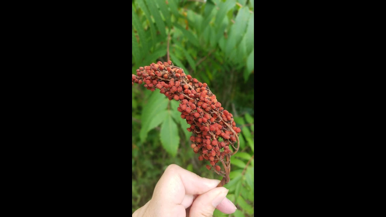 Natural Dyes Staghorn Sumac Berries YouTube