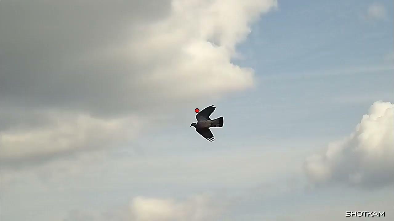 PIGEON DECOYING USING ENFORCER DECOYS YouTube