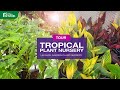 Tropical plant nursery tour  100s of plants