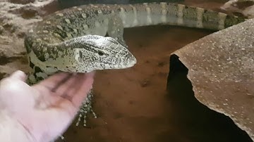 Tame nile monitor (varanus niloticus)