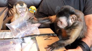 MonkeyBoo Crew Mail Vlog!